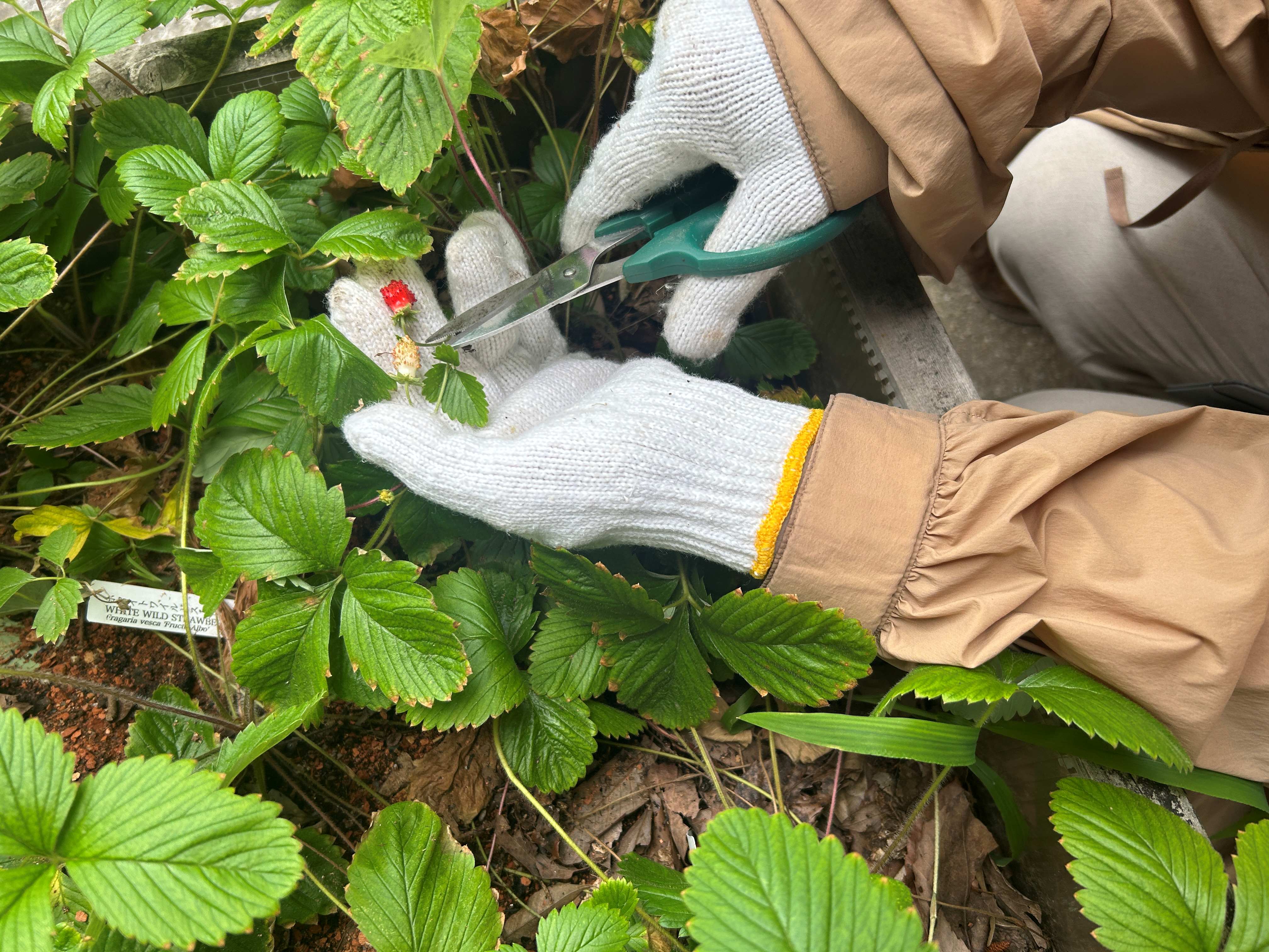 ７月イチゴ収穫