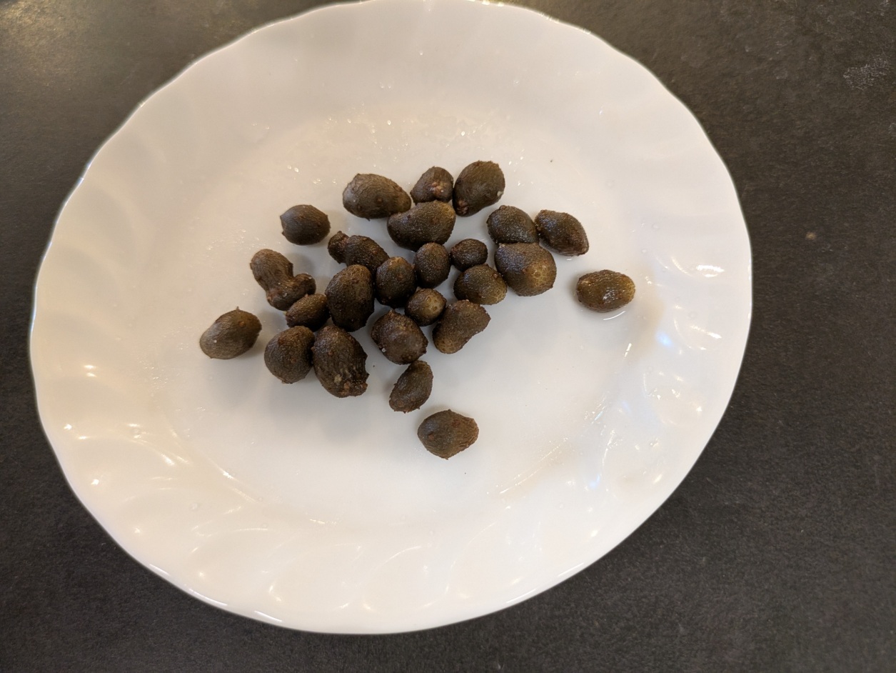 ９月むかご収穫