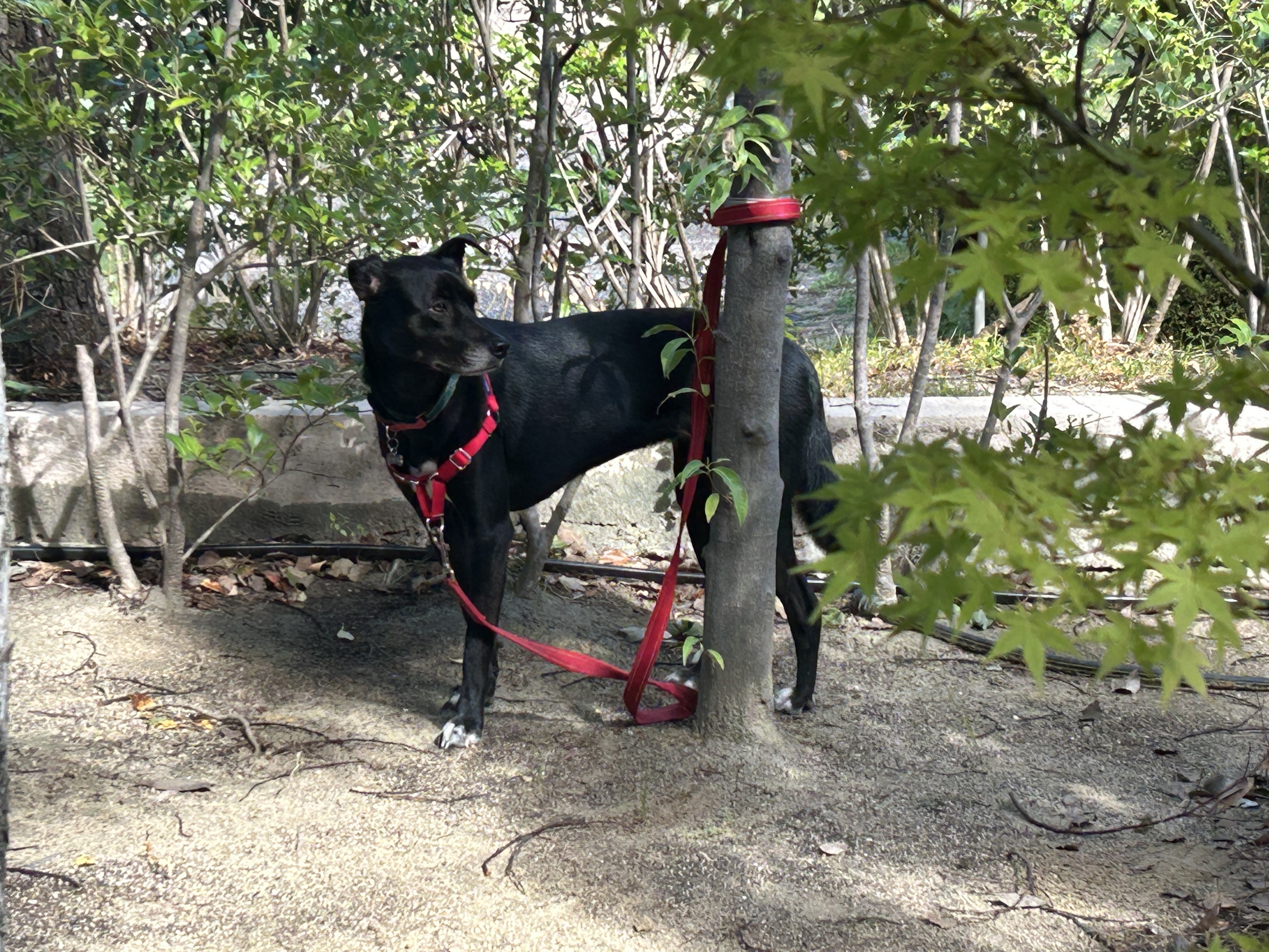 見守り中の「うず」